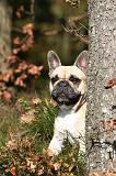 BOULEDOGUE FRANCAIS 1189